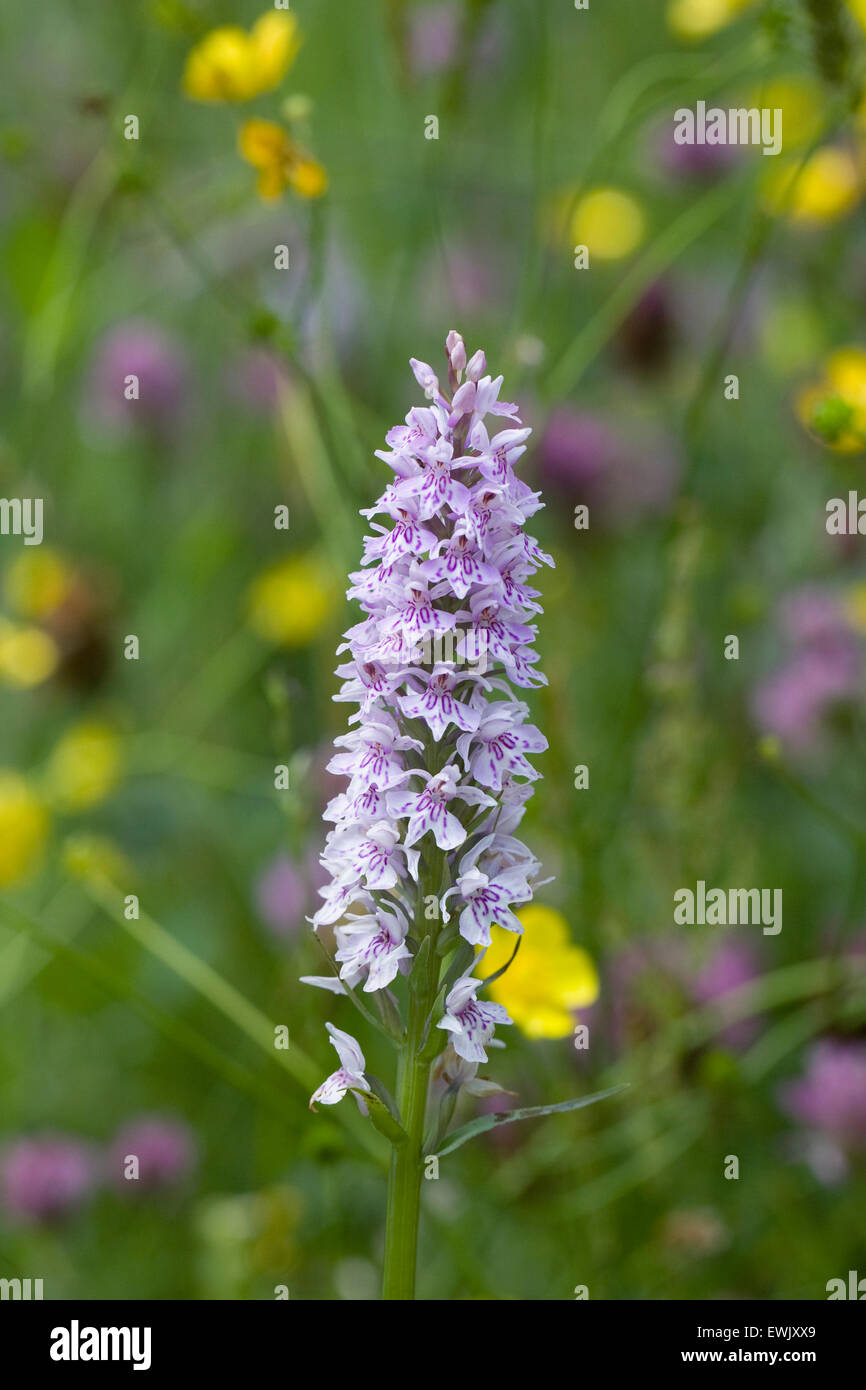 Dactylorhiza Fuchsii. Gemeinsame gefleckte Orchidee in einer Wildblumenwiese. Stockfoto