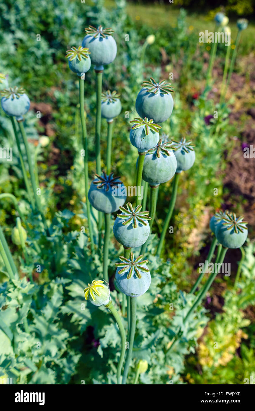 Mohn und Saatgut Köpfe, Opium, Drogen, Krieg gegen Drogen, heroin Stockfoto