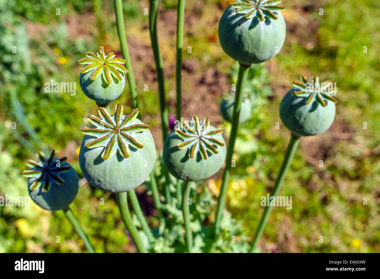 Mohn Köpfe, Krieg gegen Drogen, Heroin, Opium, Drogen Stockfoto