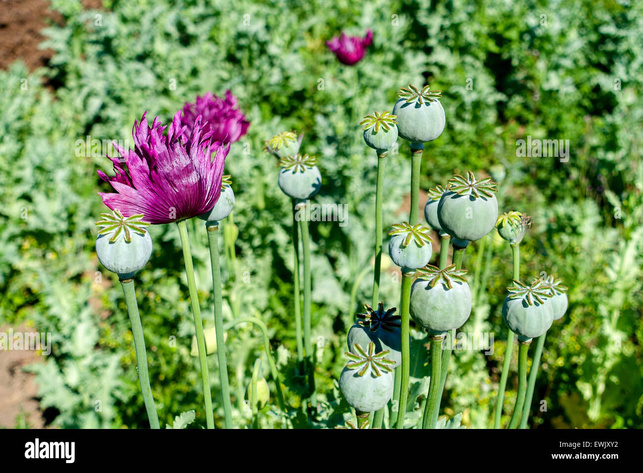 Mohn-Blumen und Samenköpfe, Opium, Drogen, Krieg gegen Drogen, heroin Stockfoto