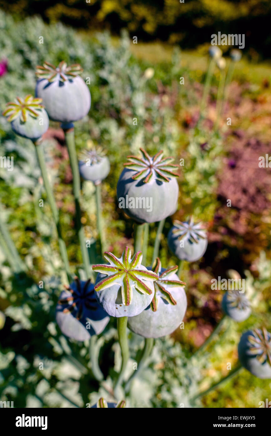 Mohn Köpfe, Krieg gegen Drogen, Heroin, Opium, Drogen Stockfoto