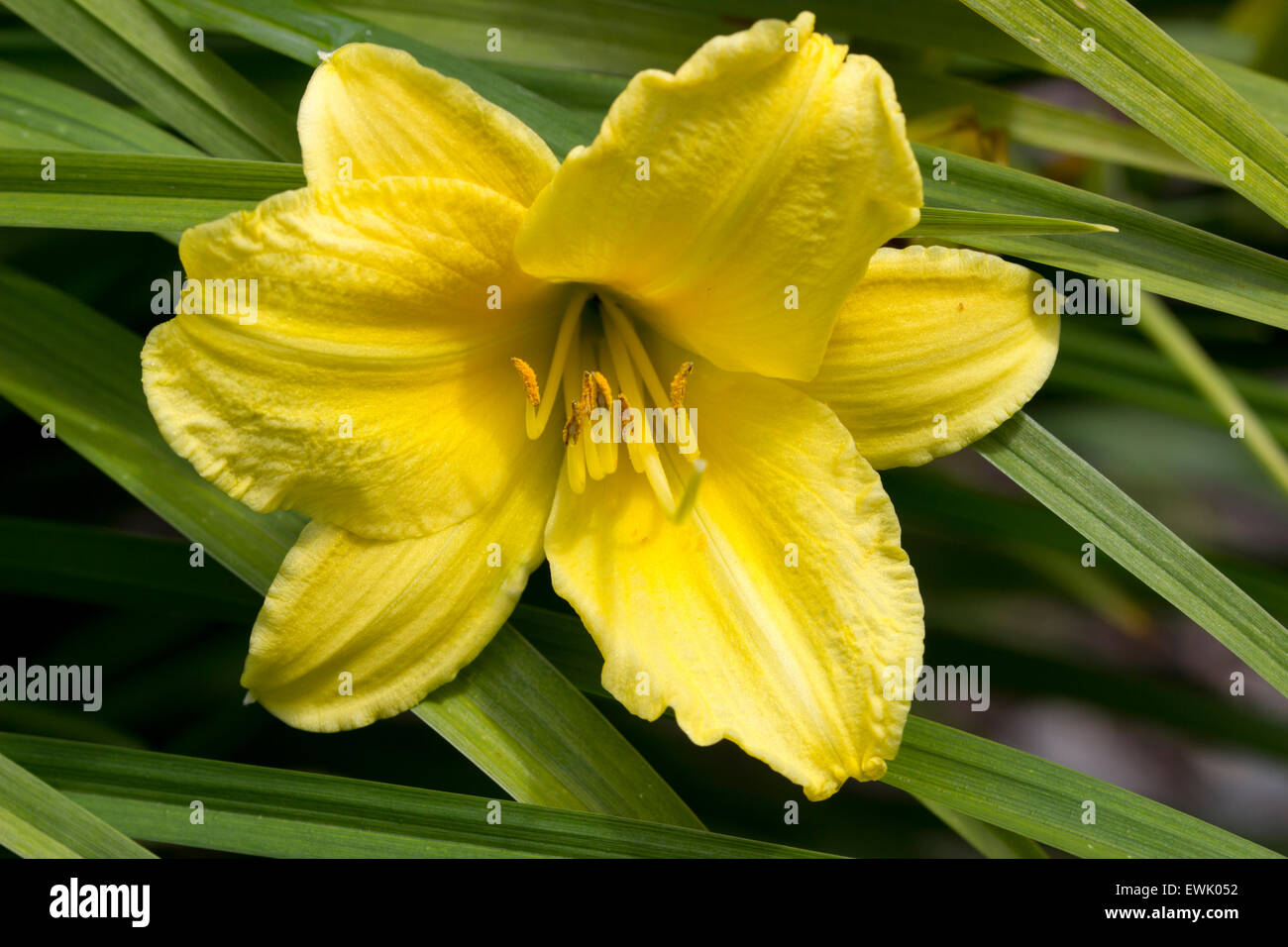 Einzelne gelbe Blume von der Taglilie Hemerocallis "Happy Returns" Stockfoto