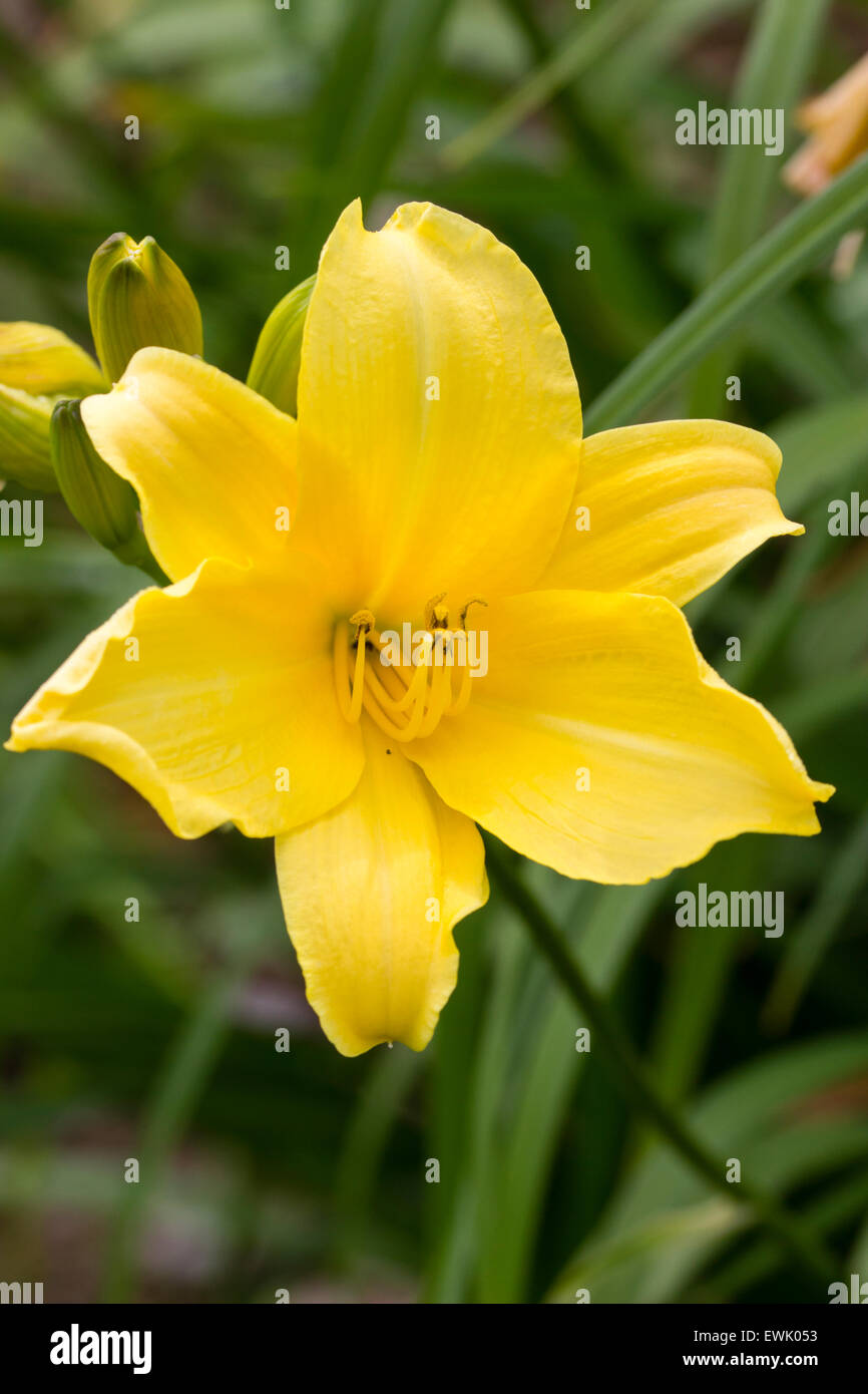 Einzelne Blume gelbe Taglilien, Hemerocallis 'Purity' Stockfoto