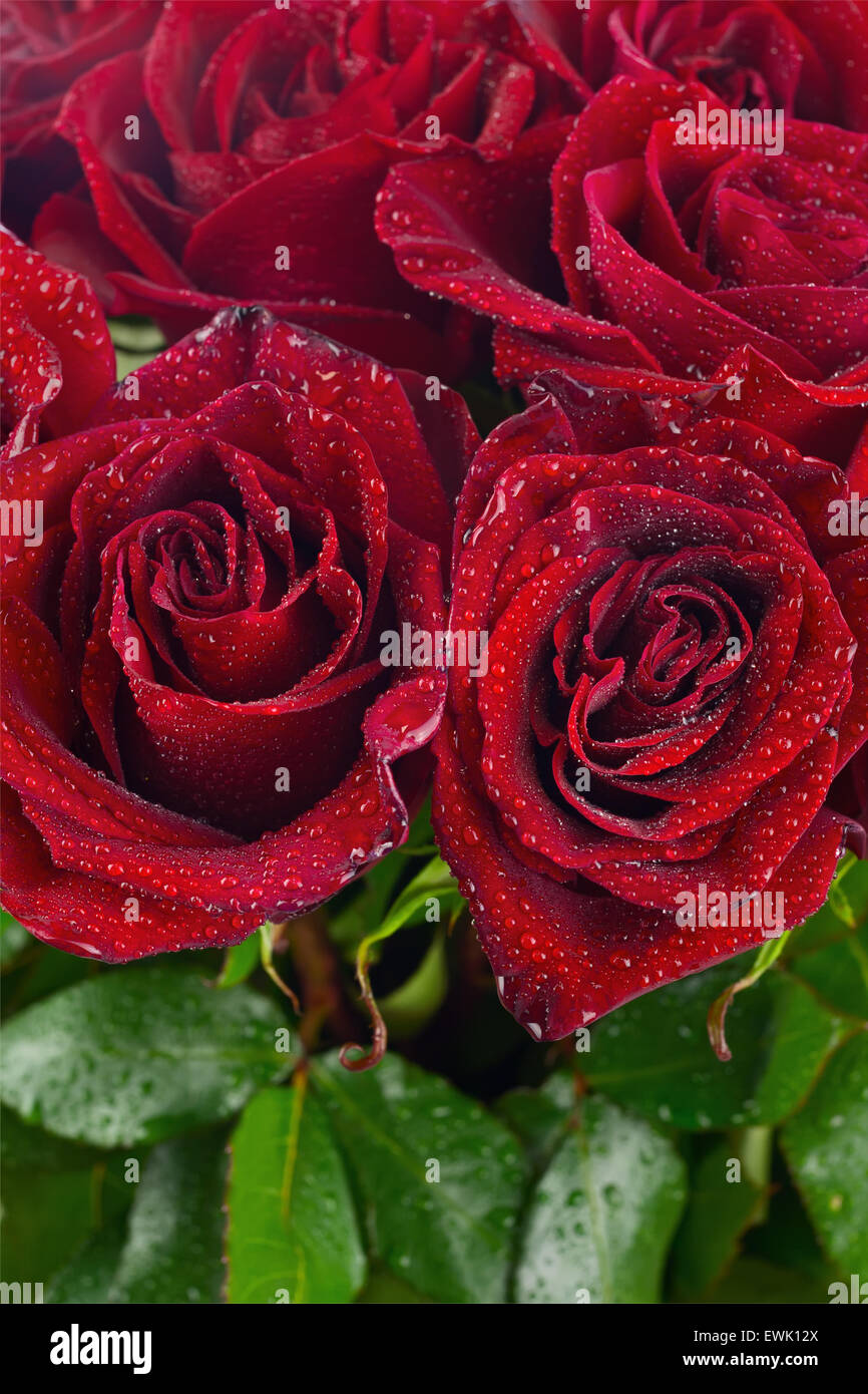 Bunte Blumenstrauß aus roten Rosen für den Einsatz als Hintergrund. Closeup. Stockfoto