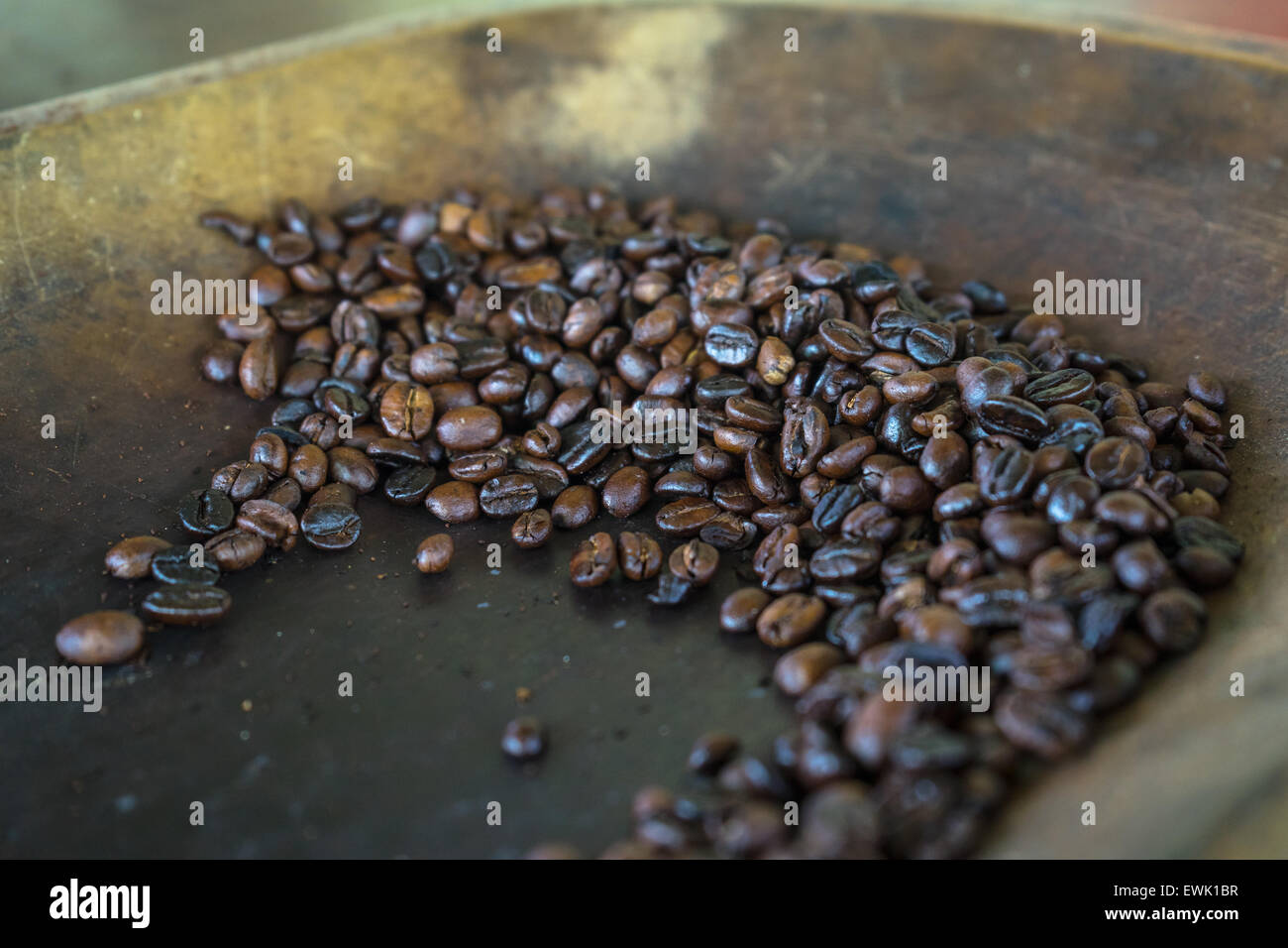 Frisch gerösteten Bio kolumbianischen Kaffee in einer Holzschale Kühlung. Stockfoto