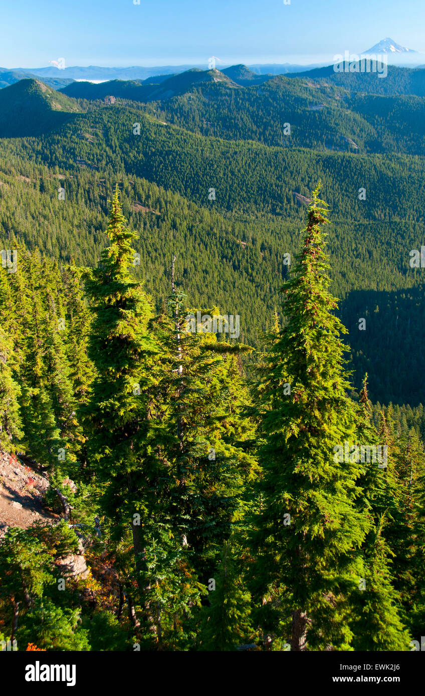 Battle Creek Wald Streitaxt Gipfel, Bull der Wald Wildnis, Mt Hood National Forest, Oregon Stockfoto