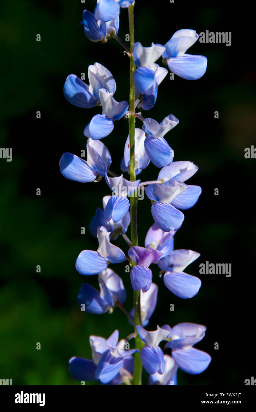 Lupine, Mt. Hood National Forest, Oregon Stockfoto