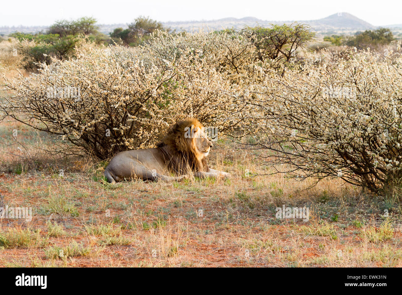 Erwachsenen männlichen Löwen, grüne Kalahari, Südafrika Stockfoto