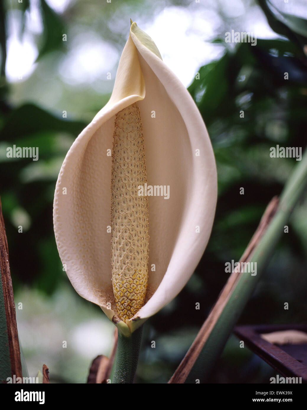 Monstera Deliciosa Obstsalat Pflanze Stockfotos Und Bilder Kaufen Alamy