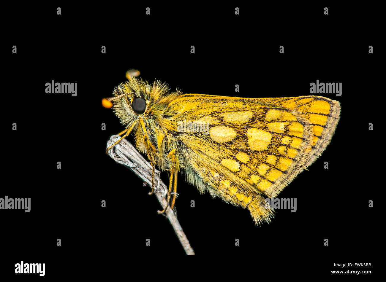 Gelben Schmetterling in der Nacht Stockfoto