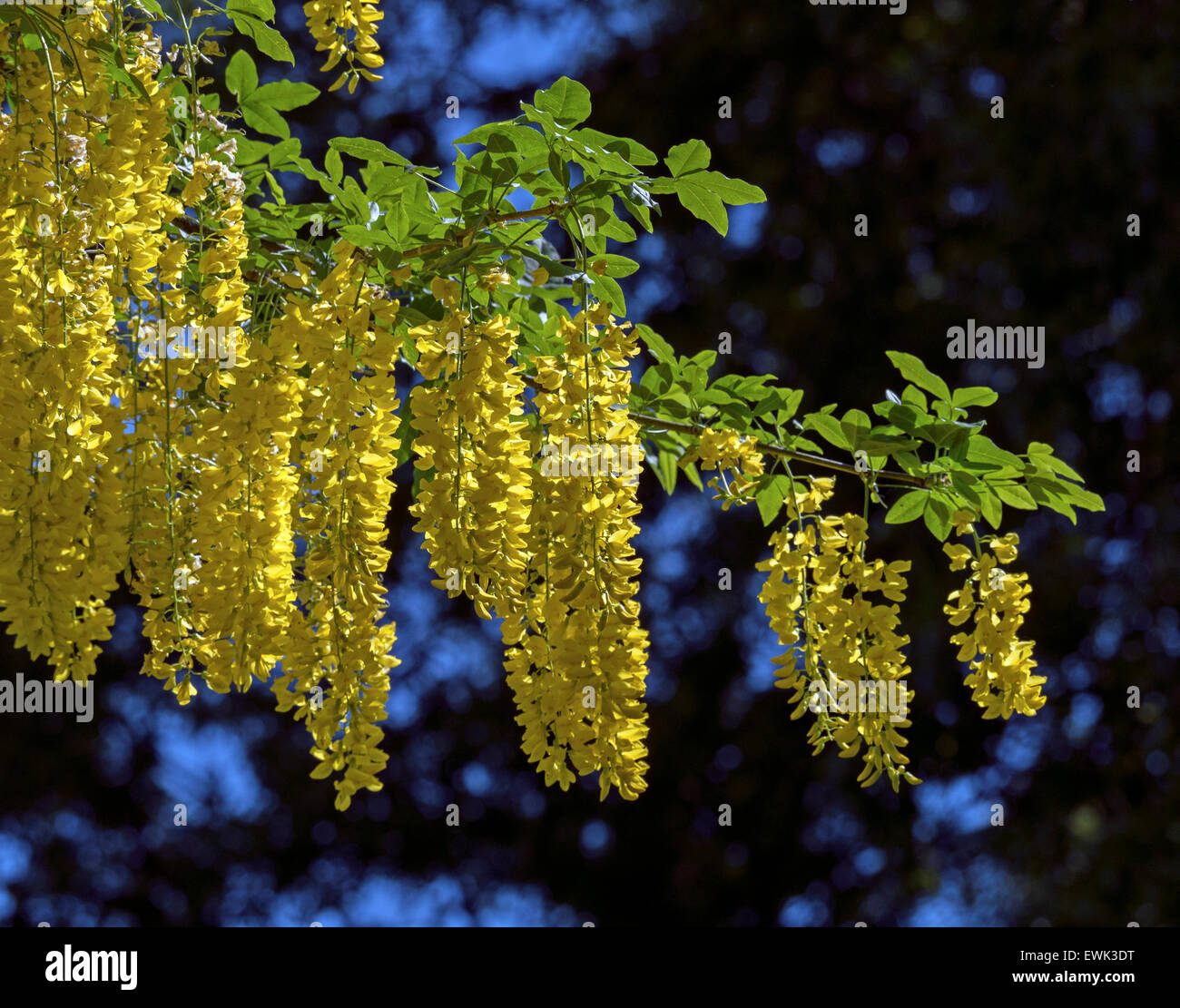 Goldregen, gemeinhin als goldene Kette, Stockfoto