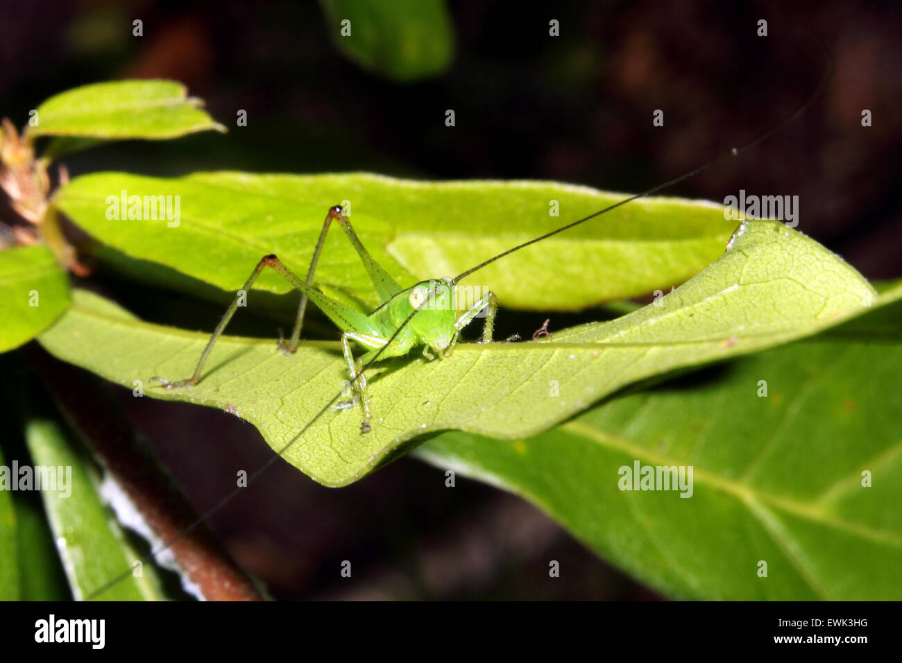 Eine kleine grüne Heuschrecke auf einem grünen Blatt. Stockfoto