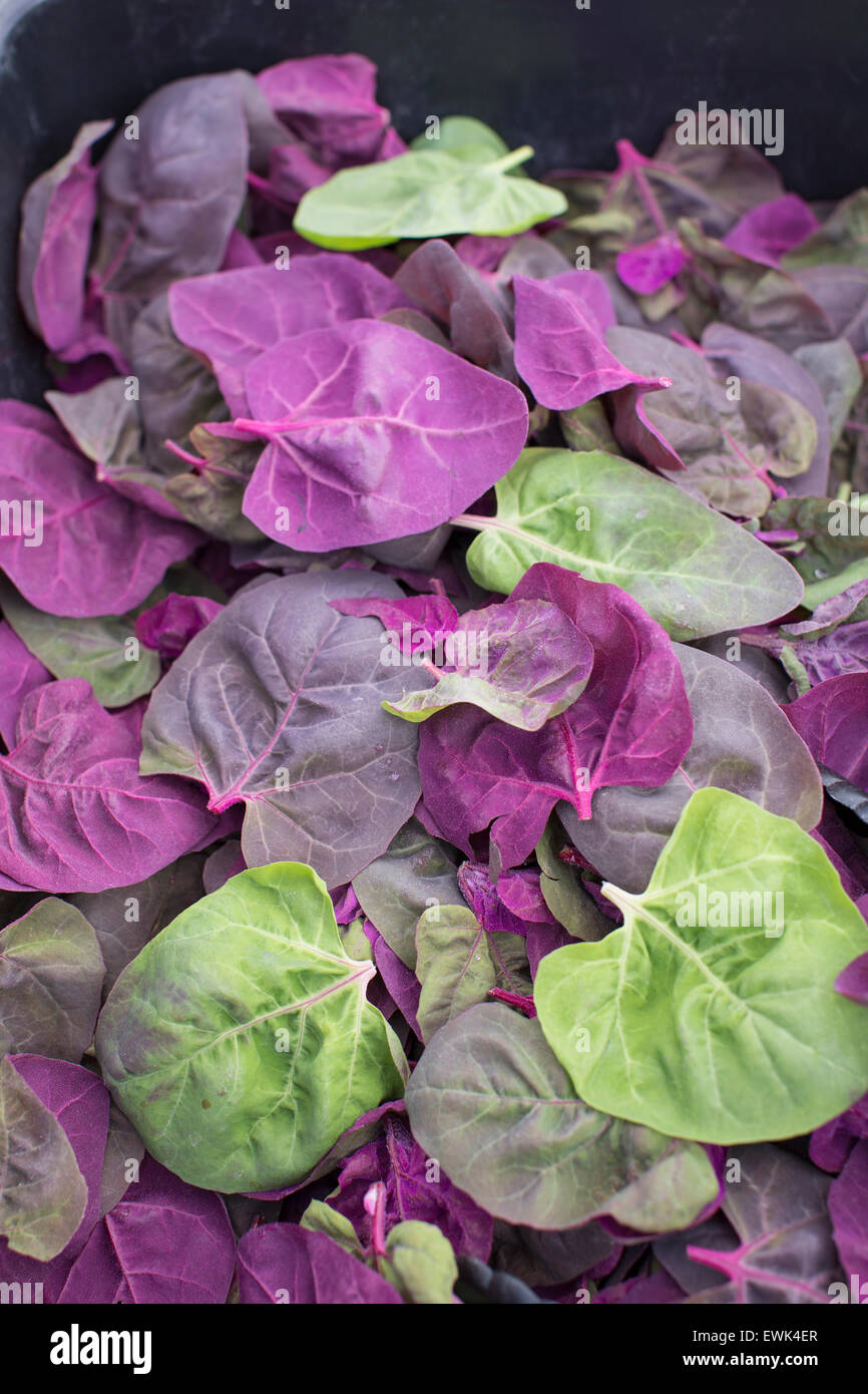 Mehrfarbige Blattgemüse für Salat mischen in Sebastopol Bauernmarkt, Sonoma County, Kalifornien Stockfoto