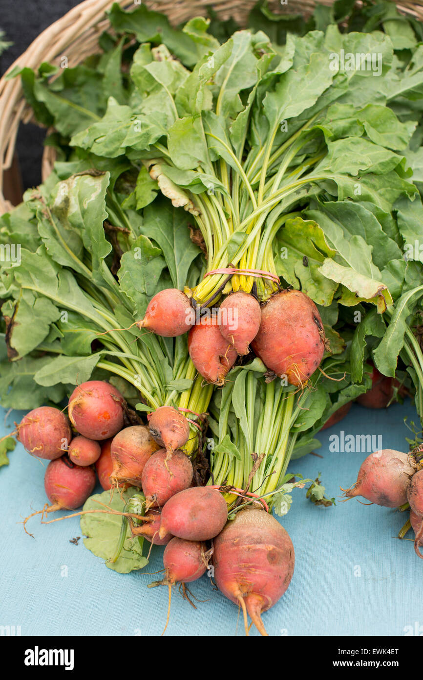Frisch, organisch gewachsen goldene Rüben in Sebastopol Bauernmarkt, Sonoma County, Kalifornien Stockfoto