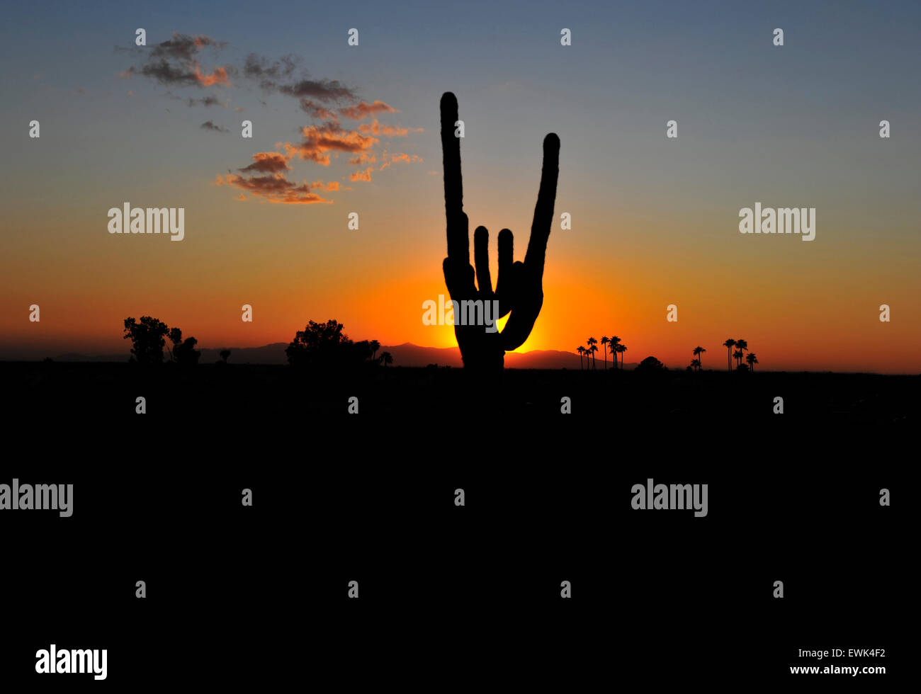 Sonnenuntergang Sonnenaufgang Silhouetten Kaktus Baum Pflanze in der Wüste von Arizona, USA Stockfoto