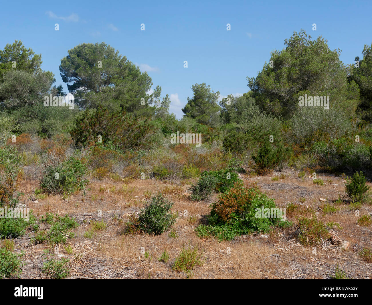 Son Real, Kiefer-Wald, Vogelbeobachtung Site, Mallorca, Juni 2015 Stockfoto