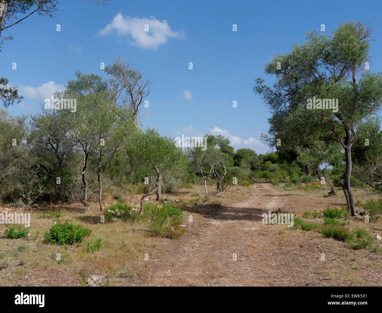 Son Real, Kiefer-Wald, Vogelbeobachtung Site, Mallorca, Juni 2015 Stockfoto