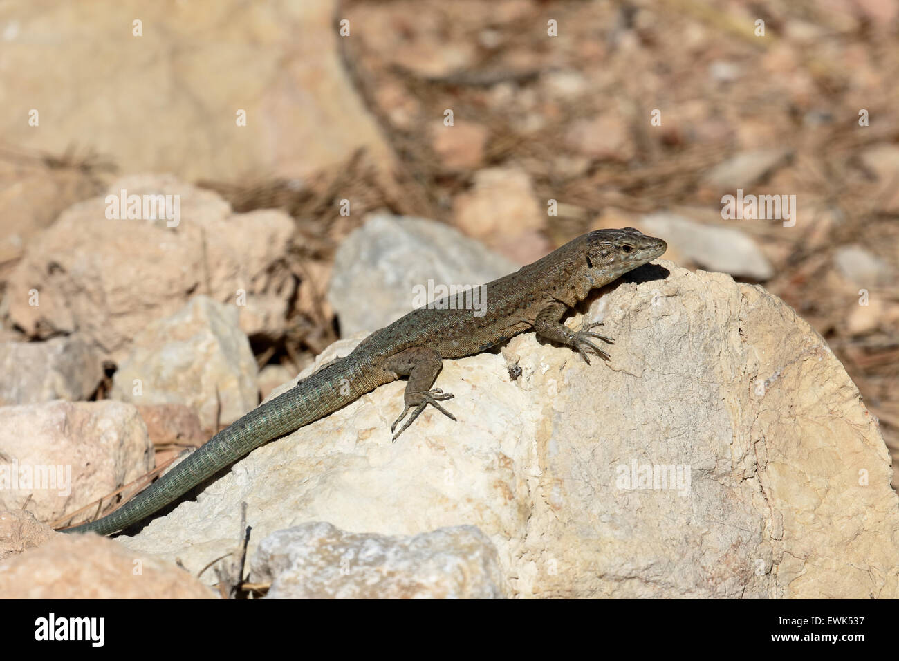 Lilford Wand-Eidechse Podarcis Lilfordi Gigliolii, Insel Dragonera, Mallorca, Juni 2015 Stockfoto