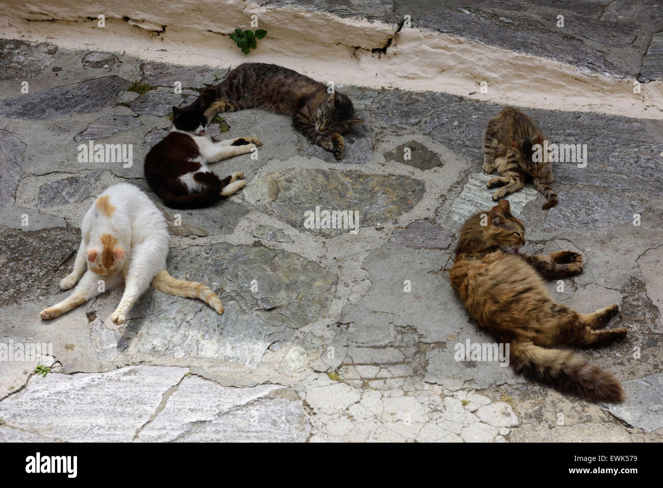 Griechischen Wildkatzen Skiathos Griechenland Stockfoto