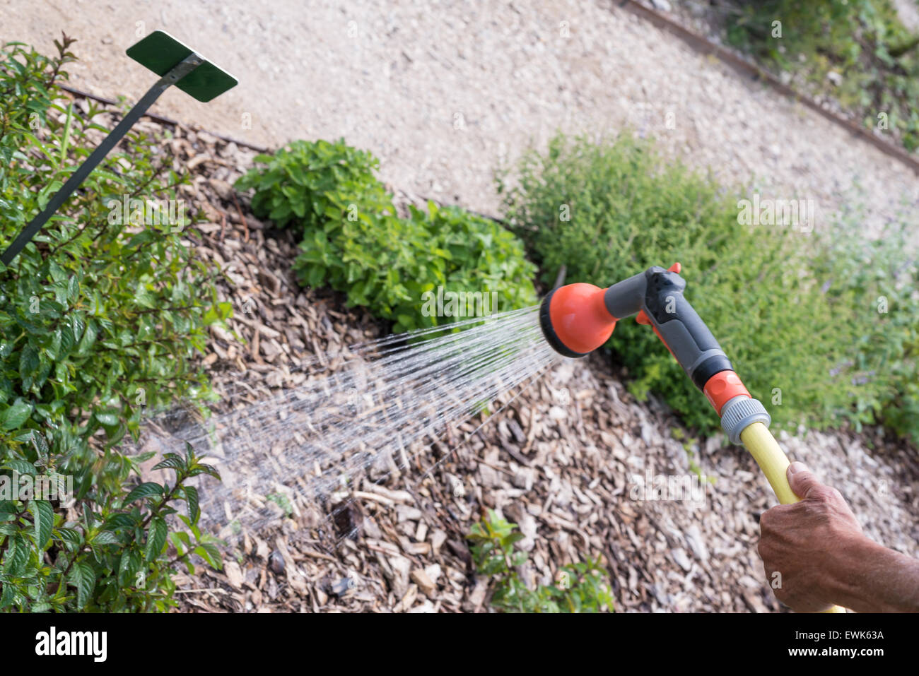 Ein Gärtner ist Pflanzen im Garten gießen. Stockfoto