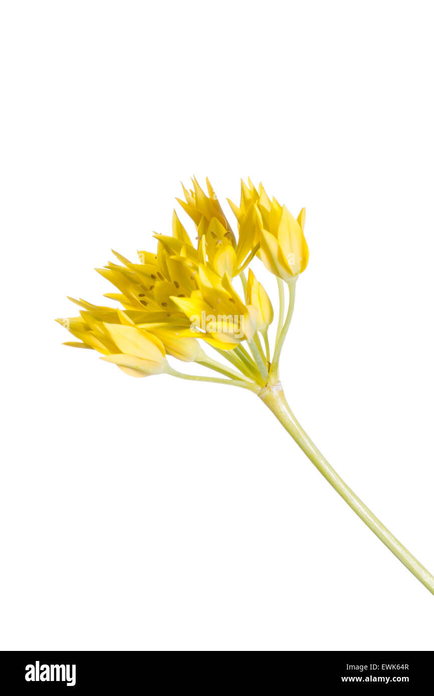 Allium Moly Blume gegen hellen Hintergrund mit Outdoor-studio Stockfoto