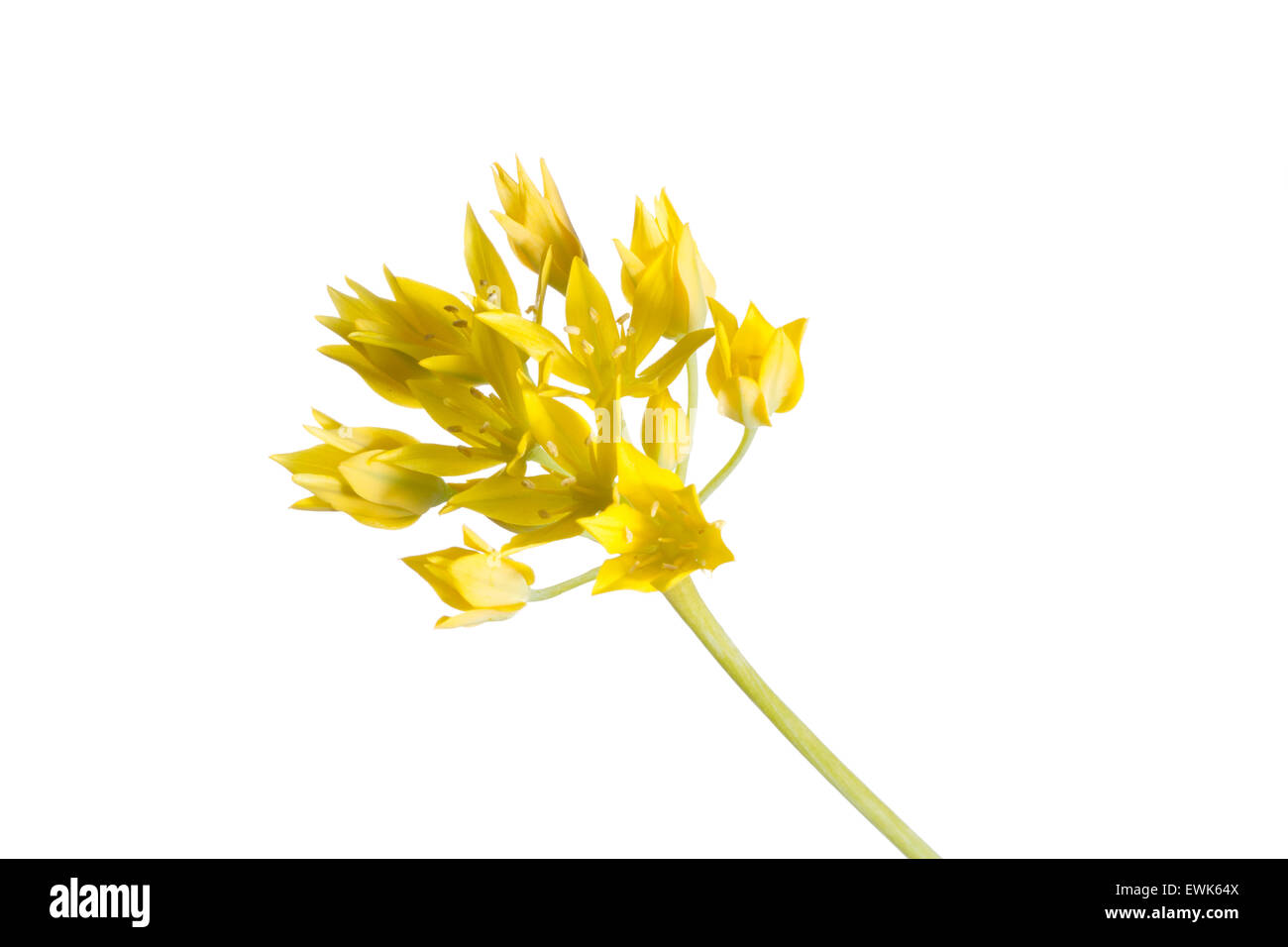 Allium Moly Blume gegen hellen Hintergrund mit Outdoor-studio Stockfoto