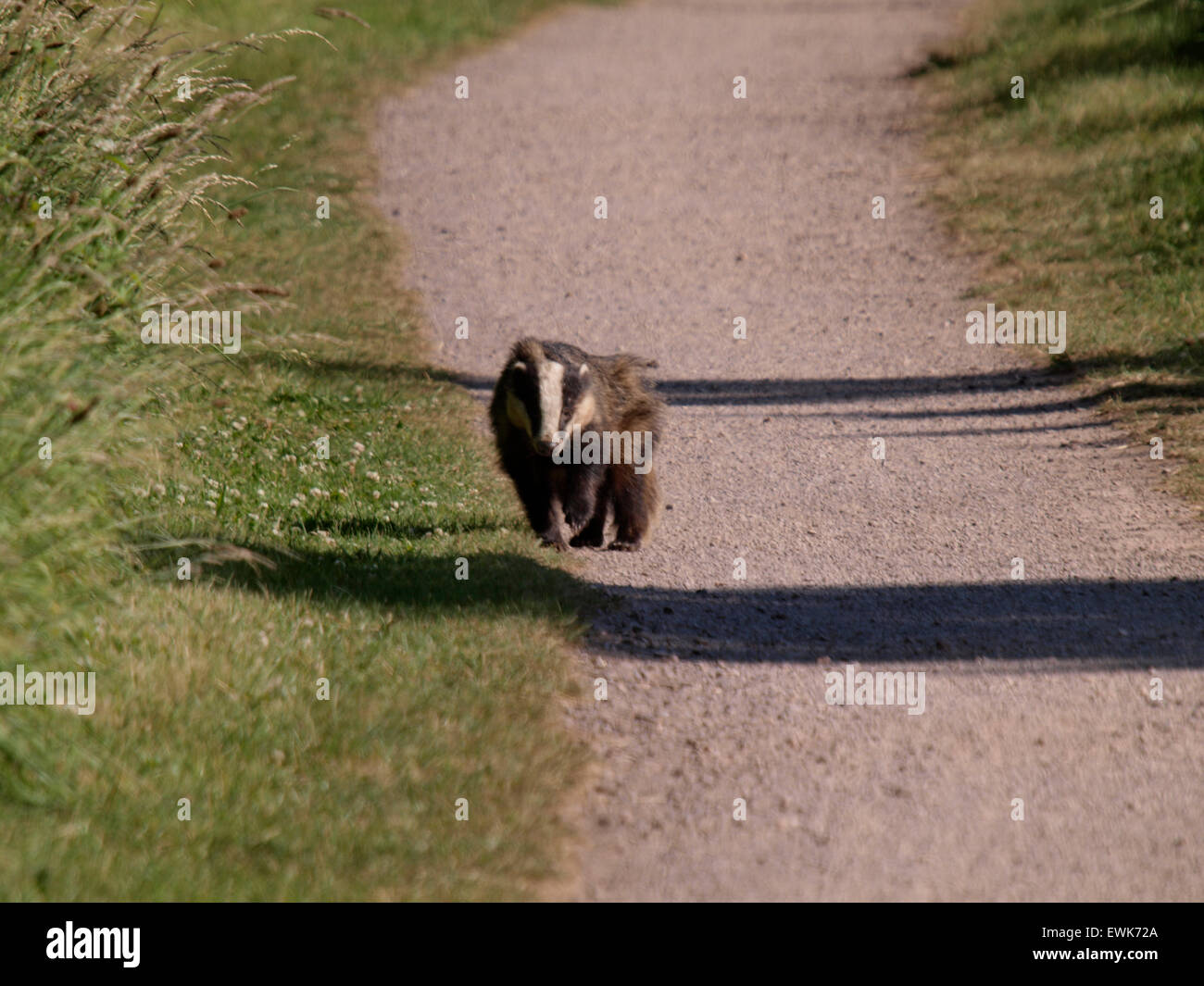 Dachs, Meles Meles, auf dem Treidelpfad der Bridgwater und Taunton Kanal, Somerset, UK Stockfoto