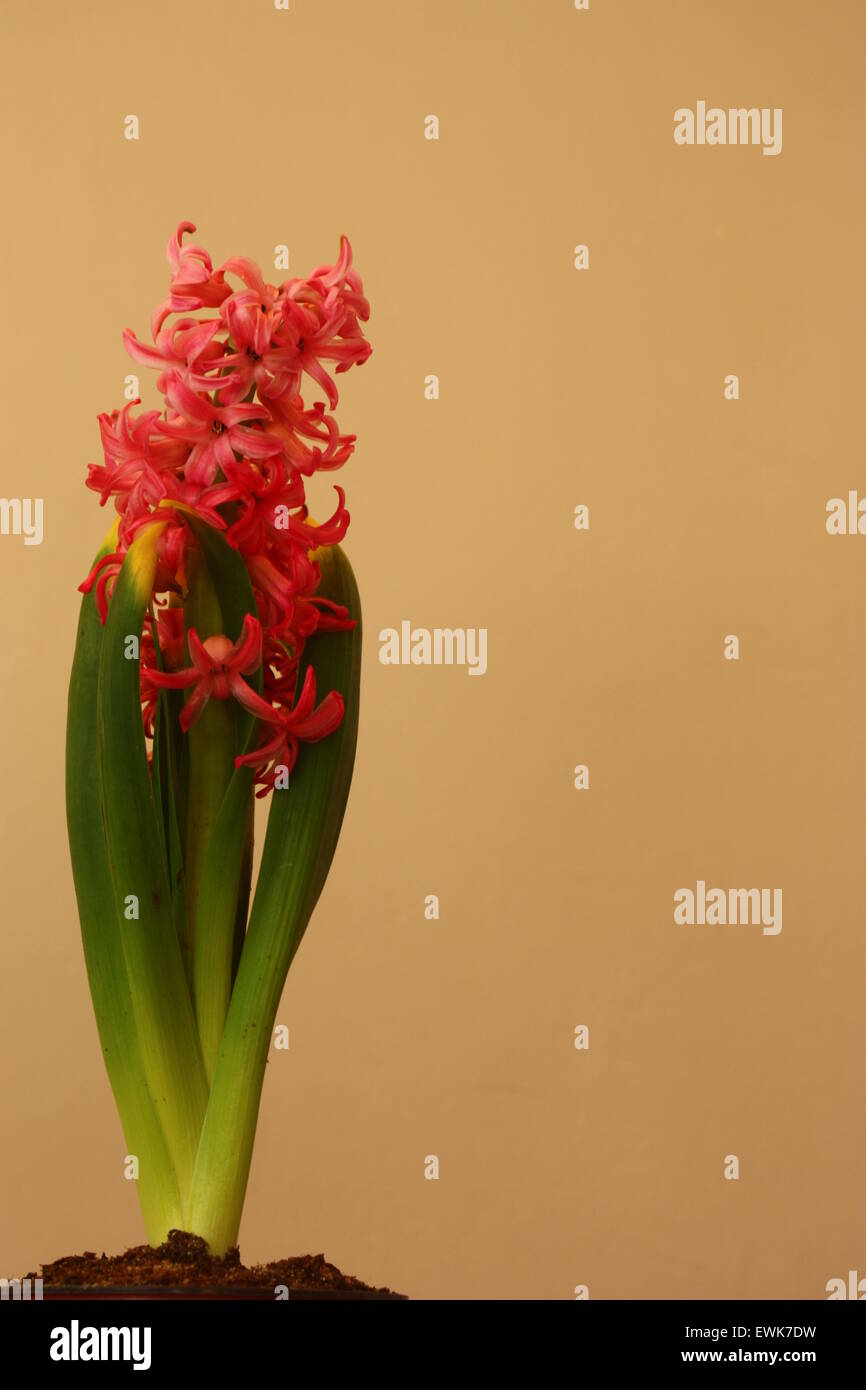 Rosa Hyazinthe, isoliert, Hyacinthus orientalis. Stockfoto