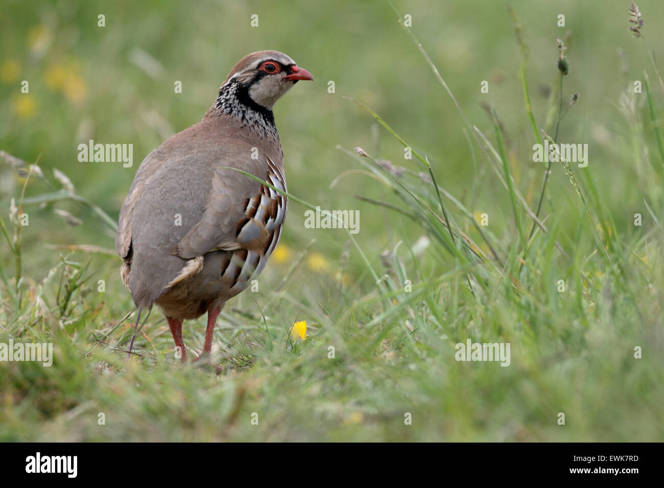 Rothuhn, Alectoris Rufa, einzelne Vogel Gras, Warwickshire, Juni 2015 Stockfoto