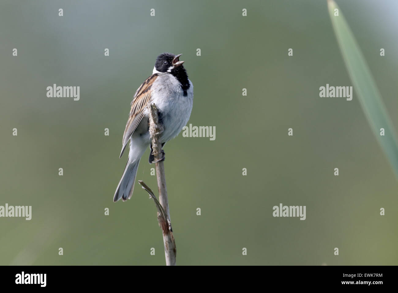 Reed Bunting, Emberiza Schoeniclus, einzelnes Männchen auf Reed, Warwickshire, Juni 2015 Stockfoto