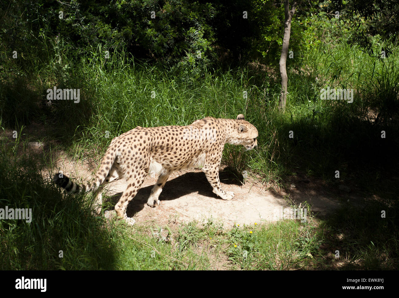 Ein Gepard in Gefangenschaft an das Réserve Africaine de Sigean im Languedoc, Frankreich Stockfoto