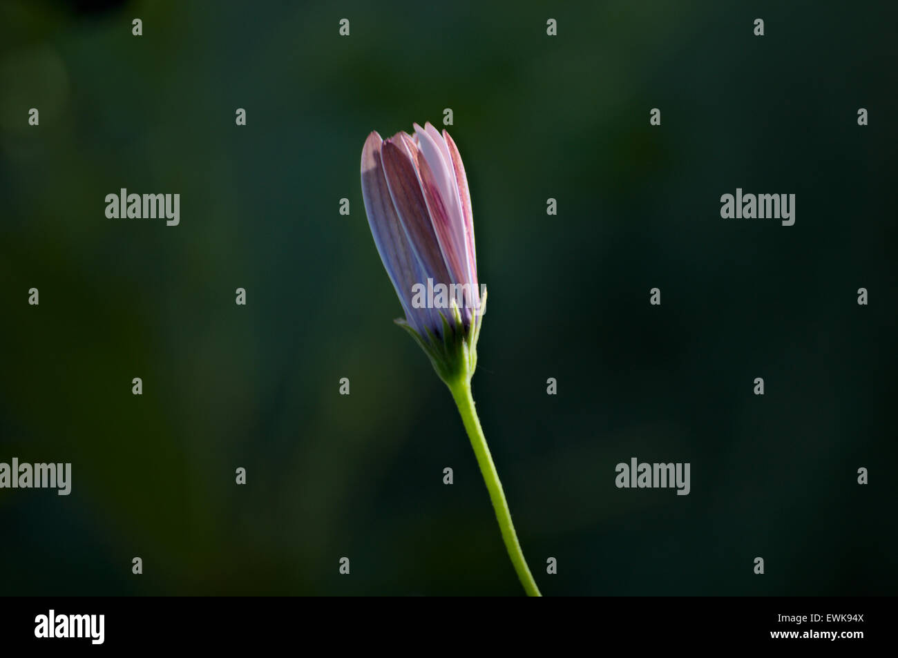 eine geschlossene Blume Stockfoto