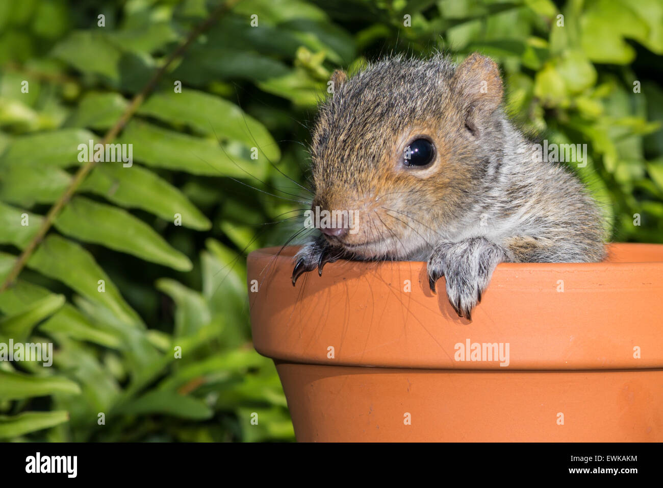 Baby graue Eichhörnchen spielen im Blumentopf. Stockfoto