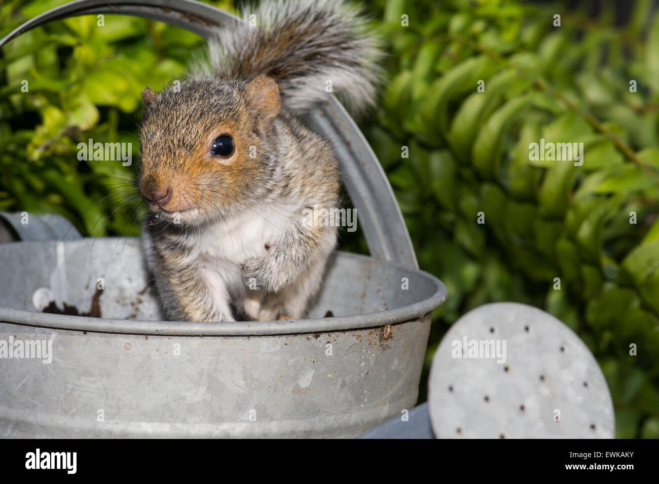 Baby graue Eichhörnchen spielen in einer Gießkanne. Stockfoto