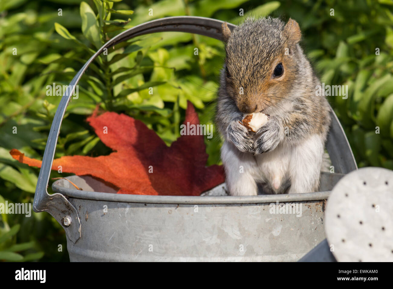 Baby graue Eichhörnchen spielen in einer Gießkanne. Stockfoto