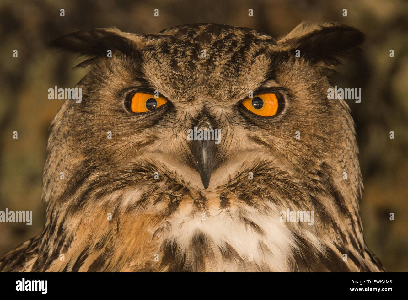 Eurasische Adler-Eule Stockfoto