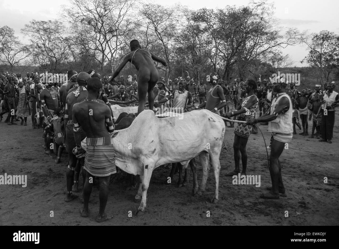 Traditionelle Stier springen Zeremonie im Omo-Tal, Äthiopien. Stockfoto