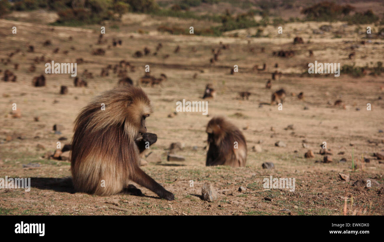 Äthiopische Blutungen hören-Pavian Stockfoto