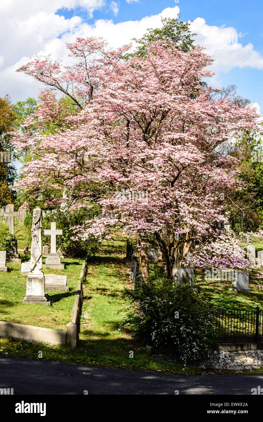 Rosa Blüte Hartriegel, Hollywood Cemetery in Richmond, Virginia Stockfoto