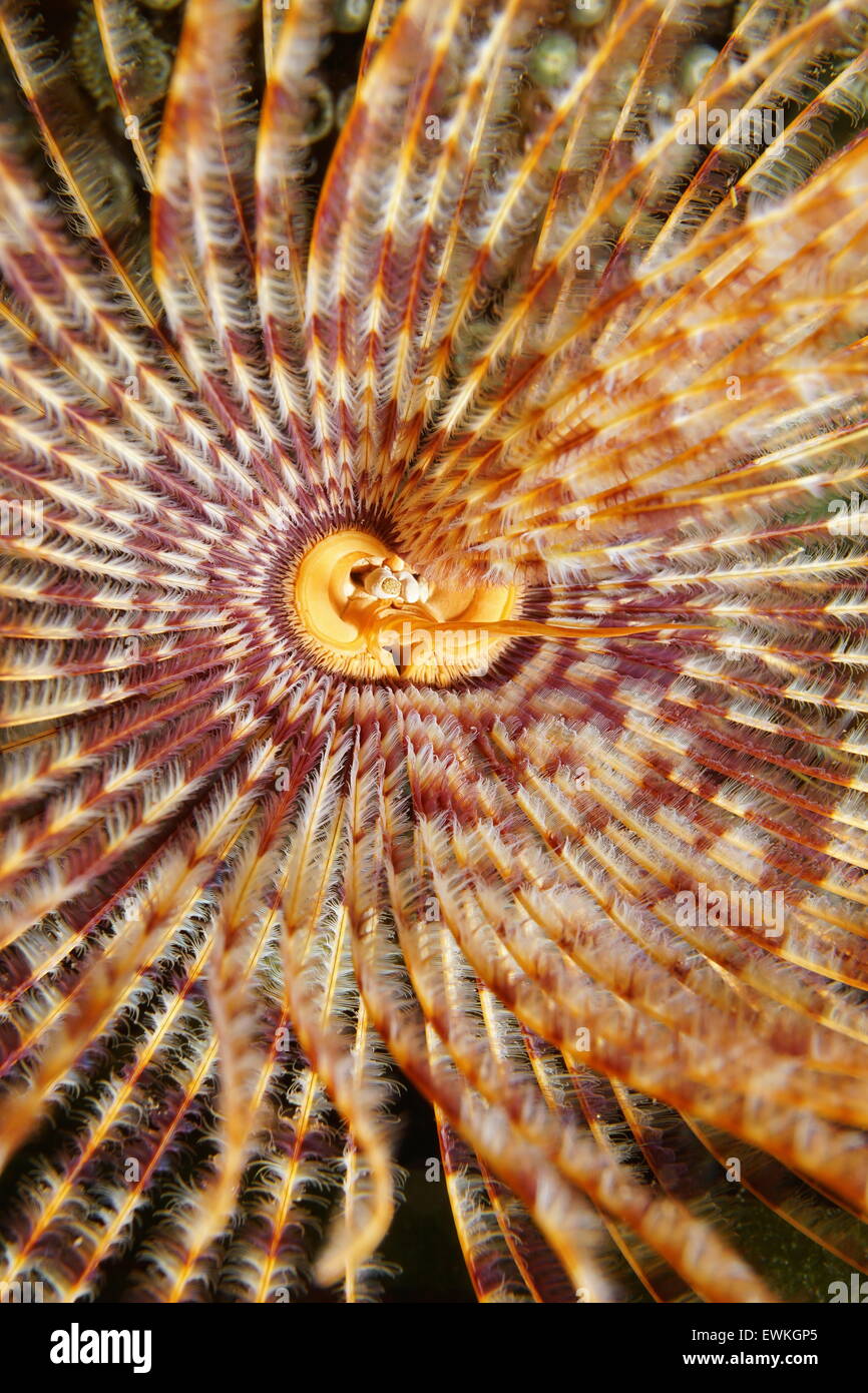 Unterwasser Meerestiere, Kopf eines herrlichen Staubwedel Wurms, Sabellastarte Magnifica, Karibik Stockfoto