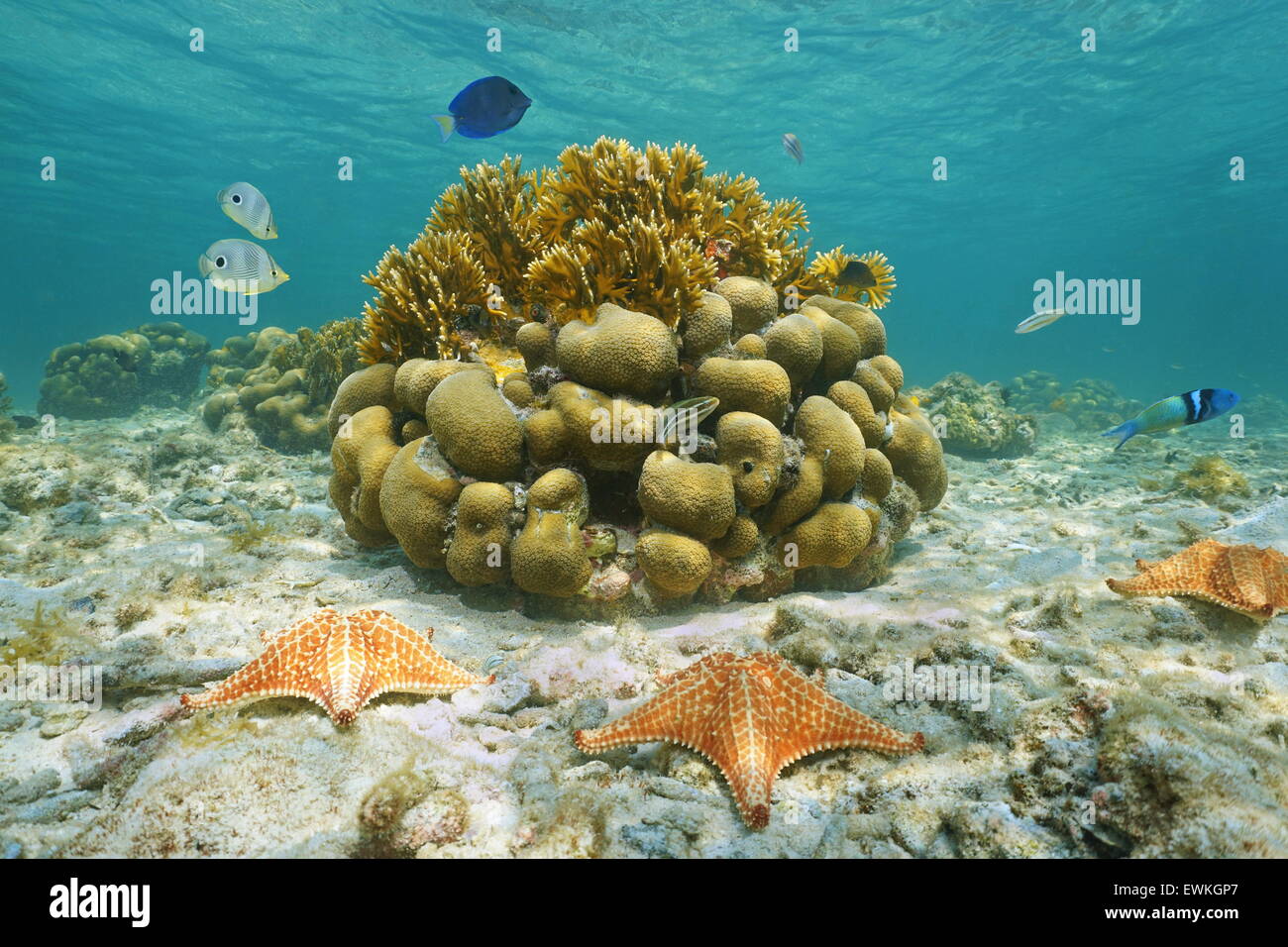 Marine Unterwasserwelt auf einem flachen Meeresboden mit Seestern, Riff-Fische und Korallen, Karibik, Mexiko Stockfoto