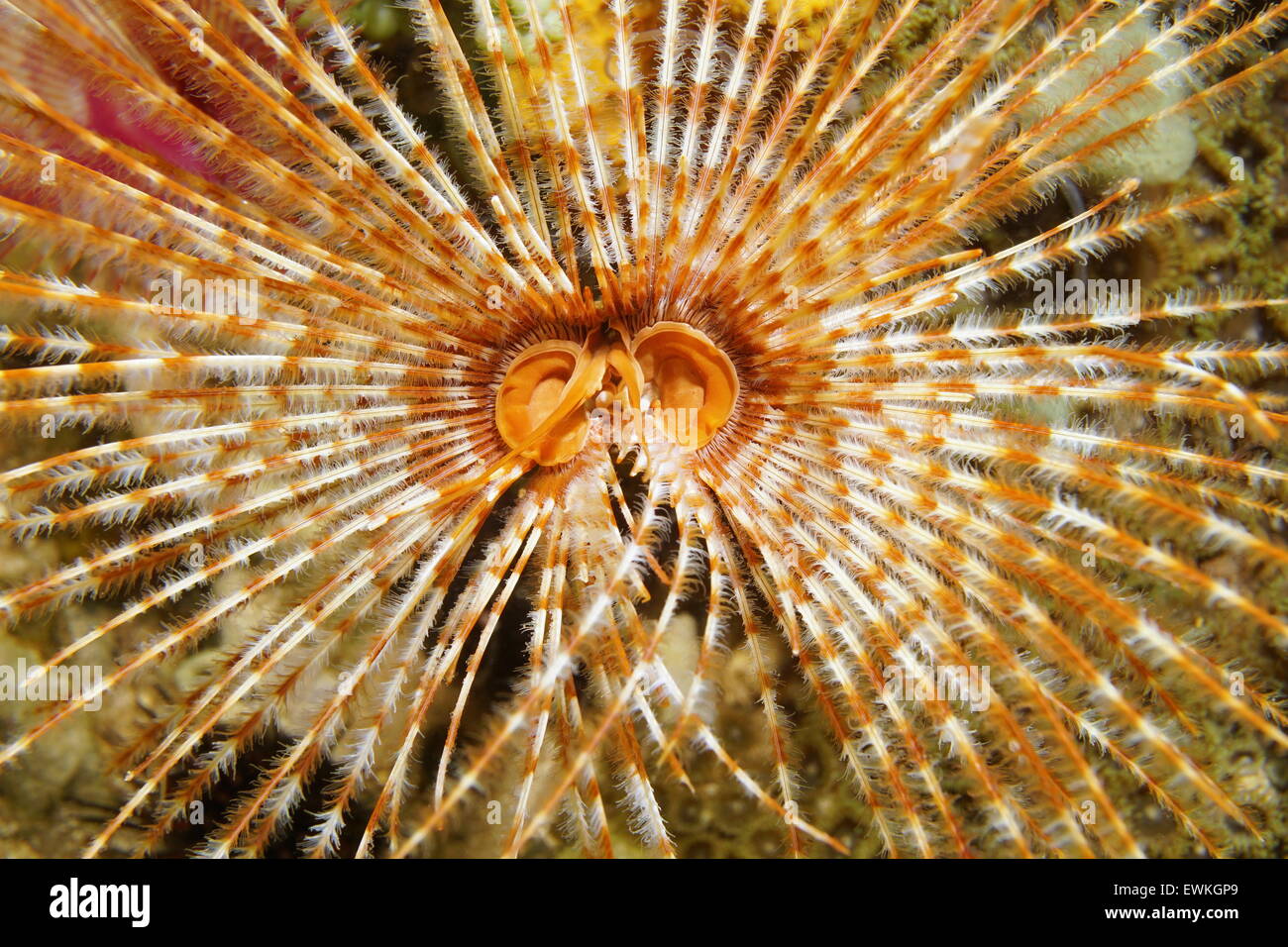 Unterwasser-Kreatur, Mund und Tentakeln von einem herrlichen Staubwedel Wurm, Sabellastarte Magnifica, Karibik Stockfoto