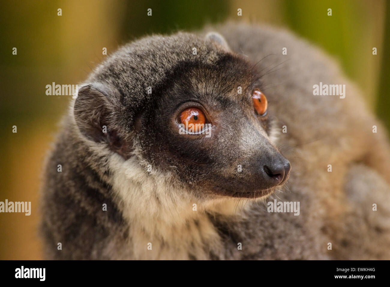 Brauner Lemur (Eulemur Fulvus) in Madagaskar Stockfoto