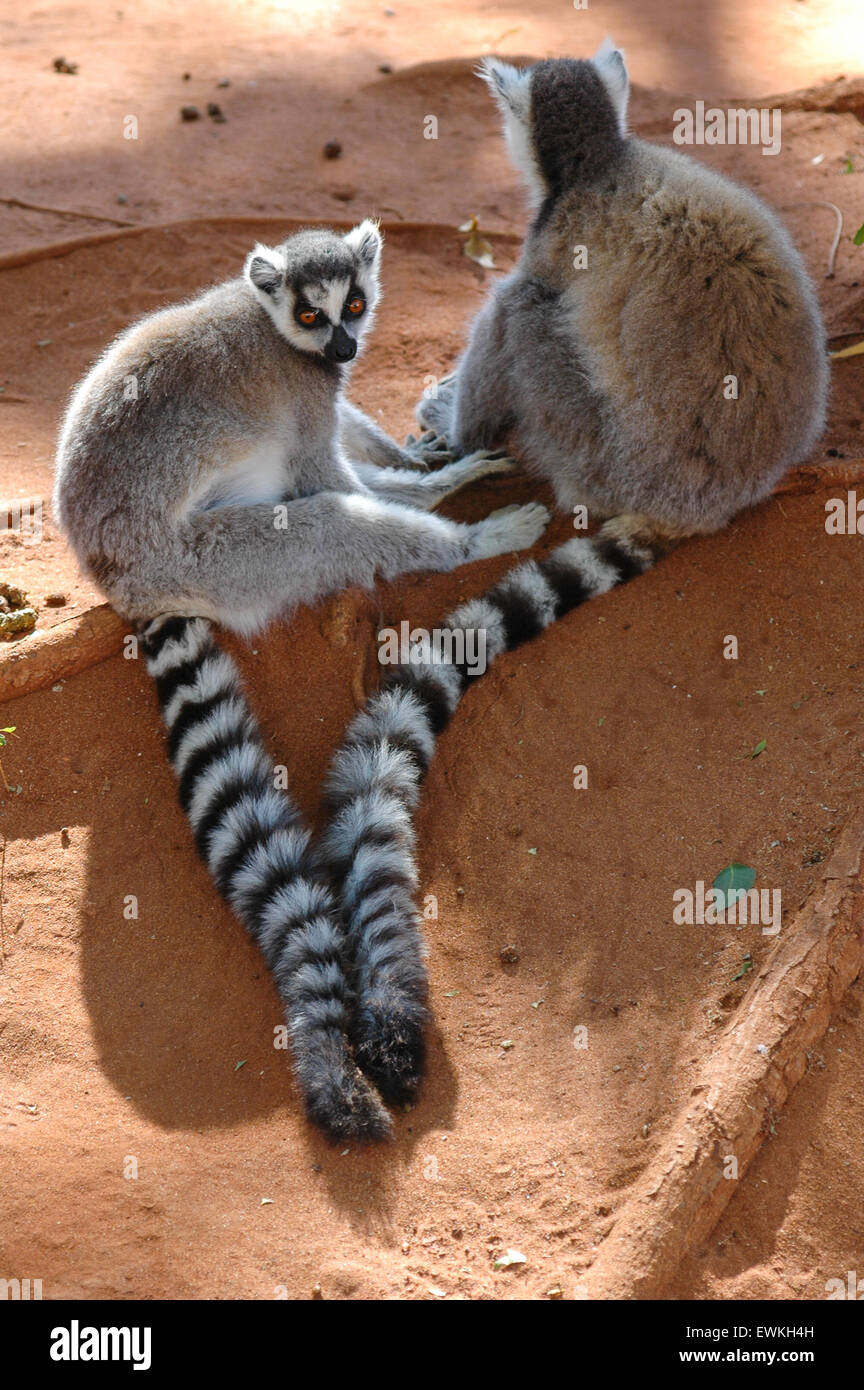 Katta (Lemur Catta) in Madagaskar Stockfoto