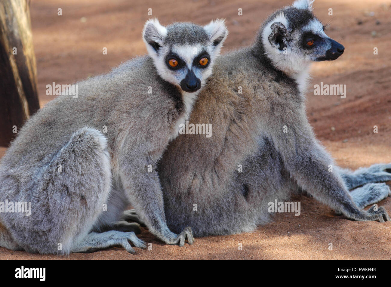 Kattas (Lemur Catta) in Madagaskar Stockfoto