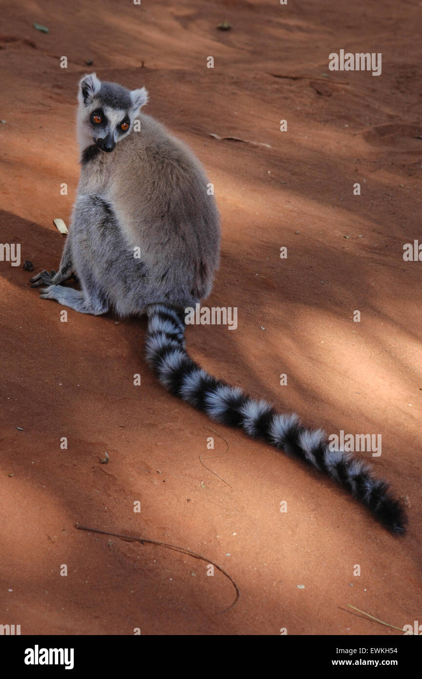 Katta (Lemur Catta) in Madagaskar Stockfoto