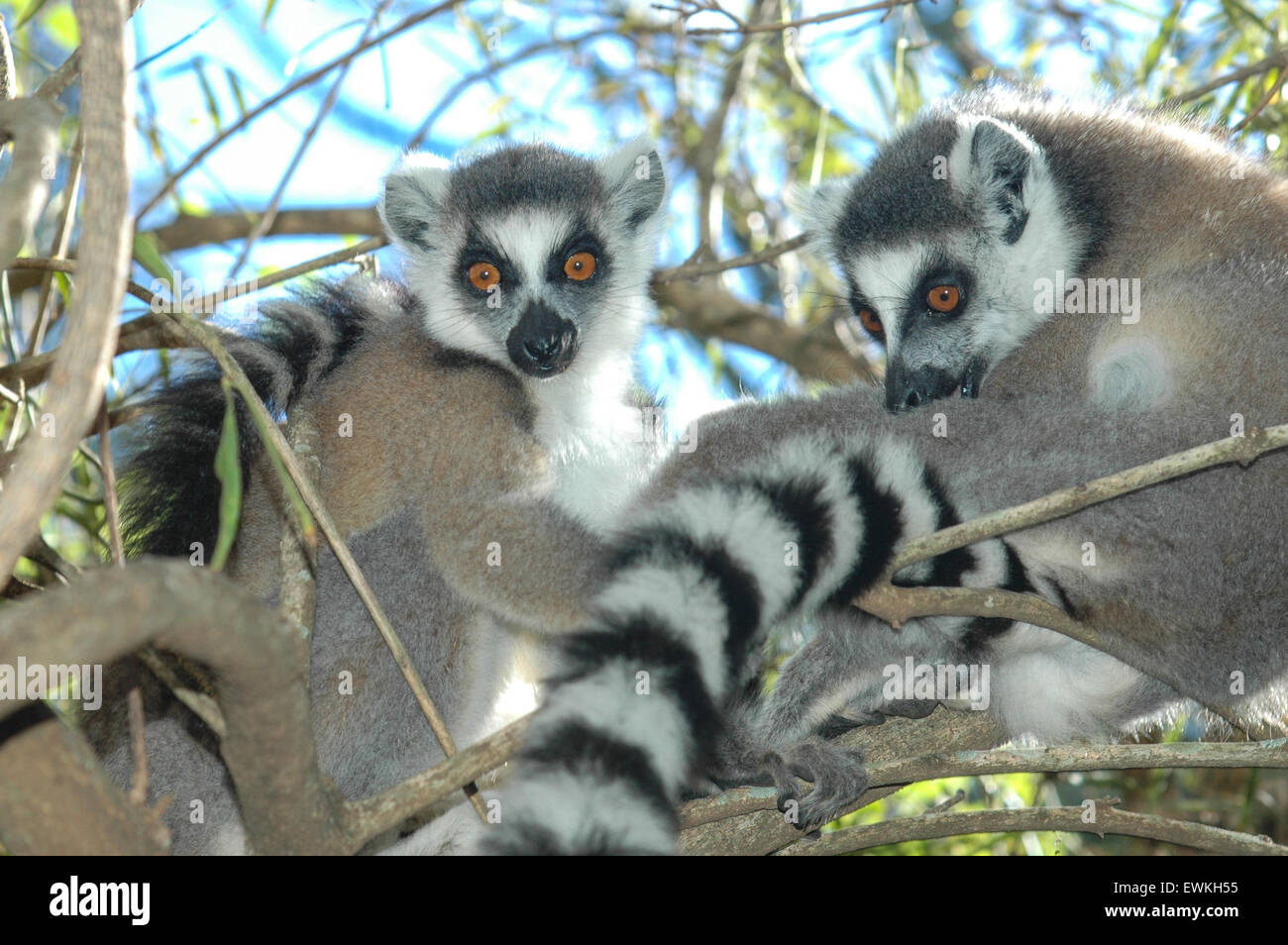 Kattas (Lemur Catta) in Madagaskar Stockfoto