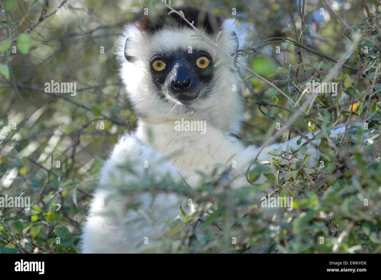 Verreaux Sifaka Lemur, Berenty, Madagaskar Stockfoto