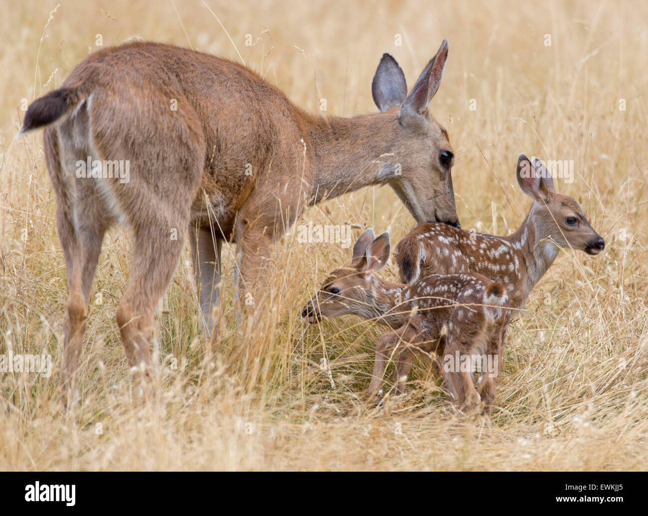 Kellogg, Oregon, USA. 28. Juni 2015. Ein paar wilde Blacktail Rehe Kitze und ihre Mutter stehen auf einem grasbewachsenen Hang entlang einer Landstraße in der Nähe von Kellogg im ländlichen Südwesten Oregon. © Robin Loznak/ZUMA Draht/Alamy Live-Nachrichten Stockfoto