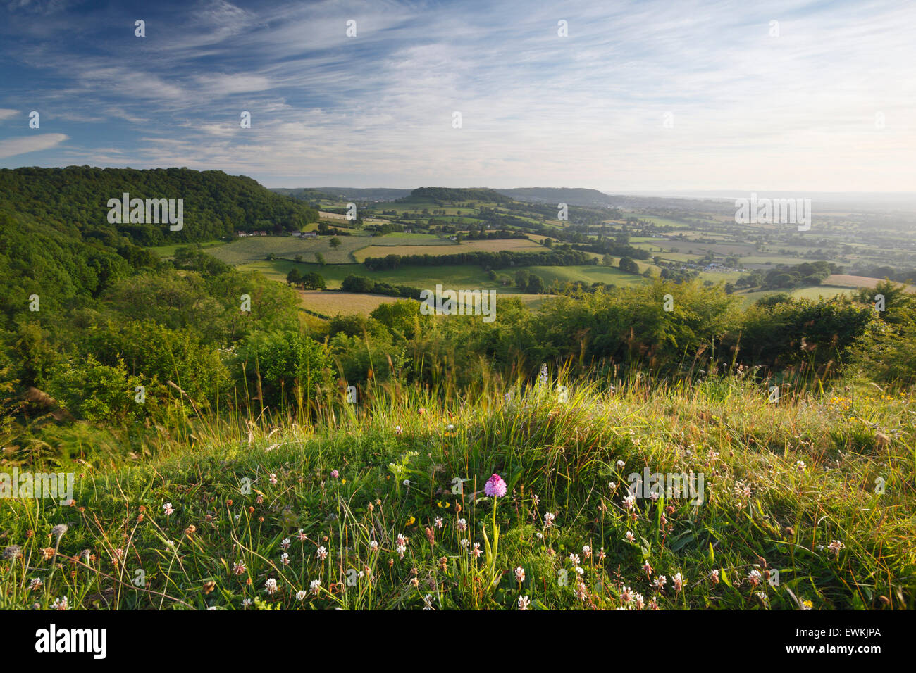 Blick vom Coaley-Höhepunkt in Richtung Cam lange nach unten. Frocester Hill Nature Reserve. Die Cotswolds. Gloucestershire. VEREINIGTES KÖNIGREICH. Auf die Cotswold Stockfoto